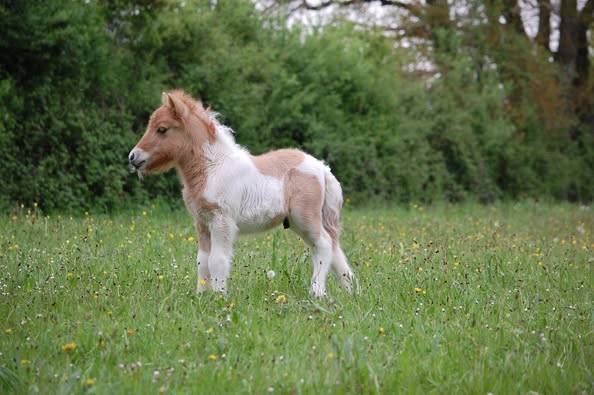 Potro Shetland En venta 2025 Pío por JACKPOT BRYARD