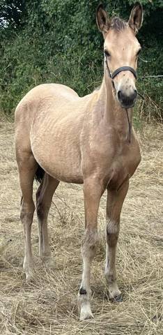 Potranca Silla Francés En venta 2025 Isabelo por papillon de l odyssee