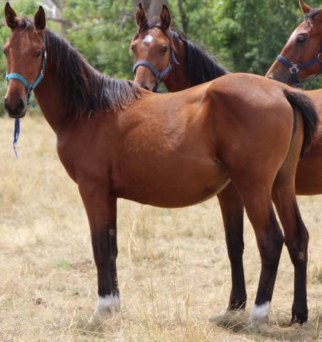 Potranca Silla Francés En venta 2024 Bayo