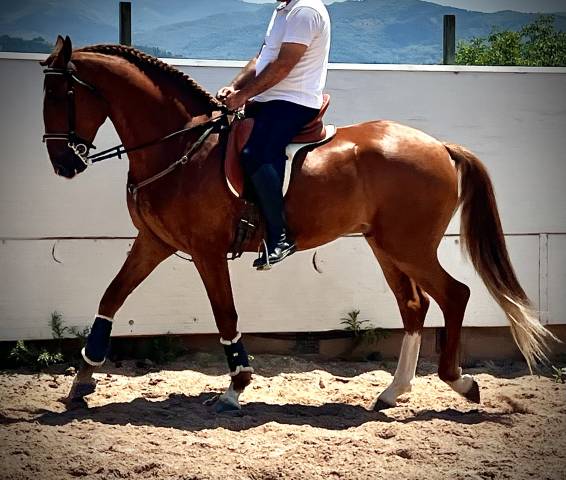CABALLO ALAZAN CUATRALVO