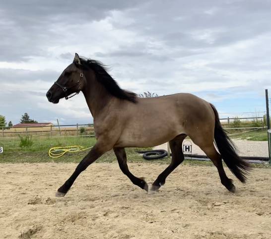 Caballo castrado PFS Poni Françés de Silla En venta 2022 Grullo por HOLLISTER DU PLANTEY