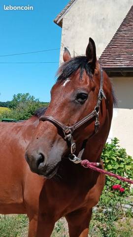 Caballo castrado Silla Francés En venta 2010 Alazán