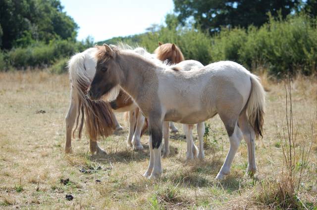 Yegua Shetland En venta 2025 Roano por MADE IN BRYARD