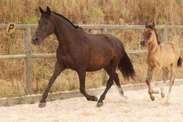Yegua de ganadería PRE Pura Raza Española En venta 2009 Negro por CAFE EL BAYO