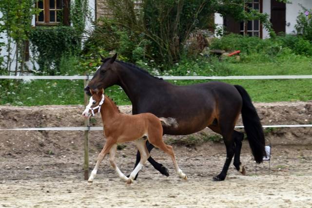 Potro PFS Poni Françés de Silla En venta 2024 Bayo por goldwyn d'embets
