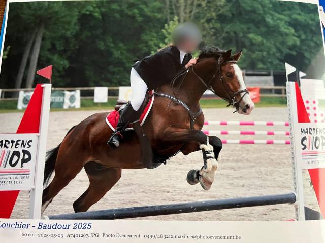 Caballo castrado sBs Caballo de Deporte Belga En venta 2020 Bayo por Hamilton du chapitre (R.O)