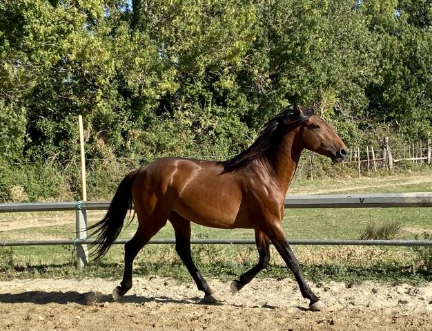 Caballo entero Lusitano En venta 2022 Bayo por Berlioz du Castel