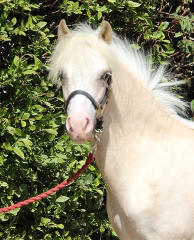 Potro Welsh Poni (Sección A) En venta 2024 Palomino por CANNENBURGH'S JAAP