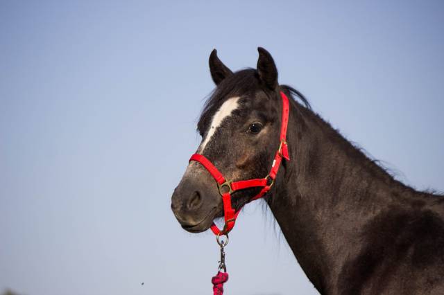 Caballo castrado Welsh Poni (Sección B) En venta 2023 Tordo