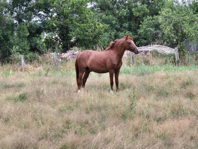 Caballo castrado PFS Poni Françés de Silla En venta 2023 Alazán por Jingle star kerveyer