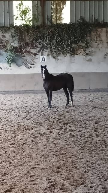 Caballo castrado Silla Franc&eacute;s En venta 2022 Negro por James bond d'azur