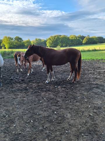 Caballo castrado Caballo de Sangre En venta 2023 Alazán por EMERALD