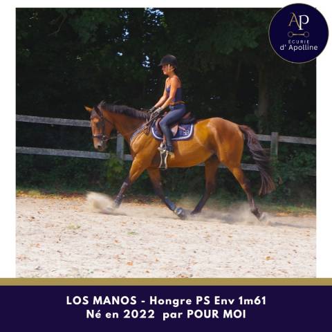 Caballo castrado Pura Sangre En venta 2022 Bayo