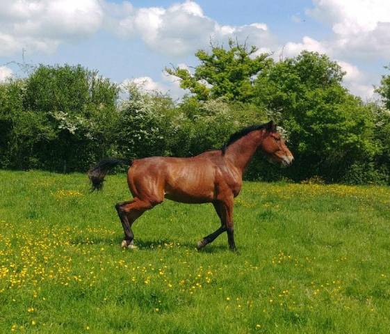 Caballo entero Silla Francés En venta 2023 Bayo por DOLLAR DELA PIERRE