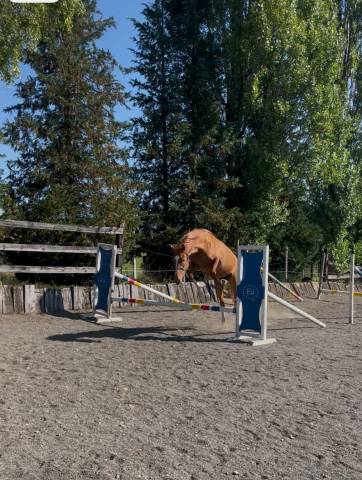 Yegua sBs Caballo de Deporte Belga En venta 2022 Alazán por Matisse de mariposa