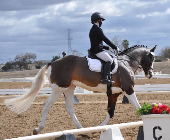 Hermoso caballo Holsteiner tobiano 