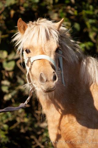 Potranca Shetland En venta 2023 Palomino por GINKO DU TEMPLE