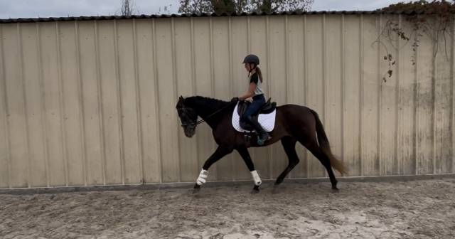 Caballo castrado PRE Pura Raza Española En venta 2021 Tordo por Fuego de bairon
