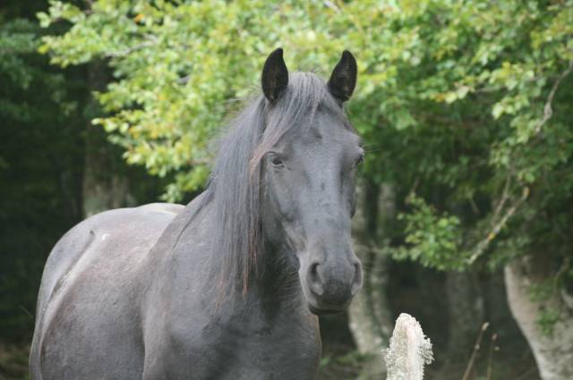 Caballo castrado Mérens En venta 2019 Negro