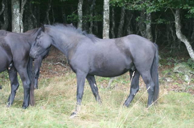 Caballo castrado M&eacute;rens En venta 2023 Negro