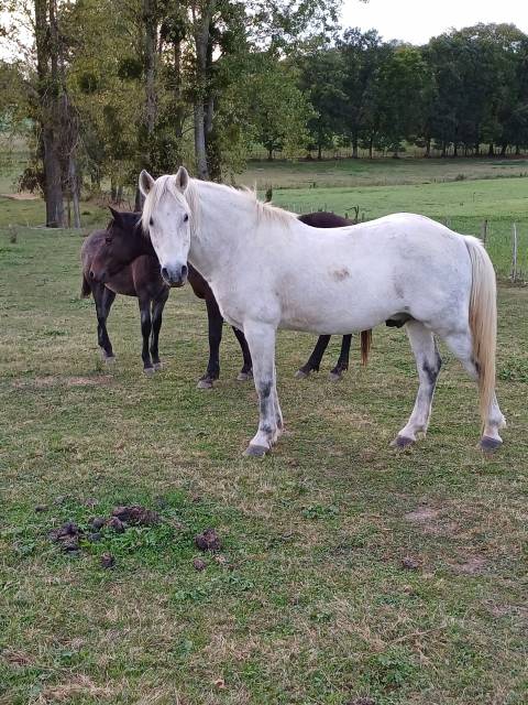 Semental New Forest En venta 2005 Tordo por Lidjal du garon