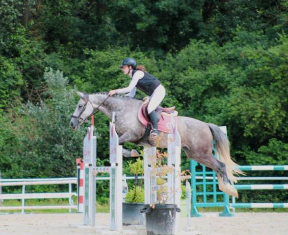 Yegua PFS Poni Françés de Silla En venta 2016 Tordo por MOVIE STAR TILIA