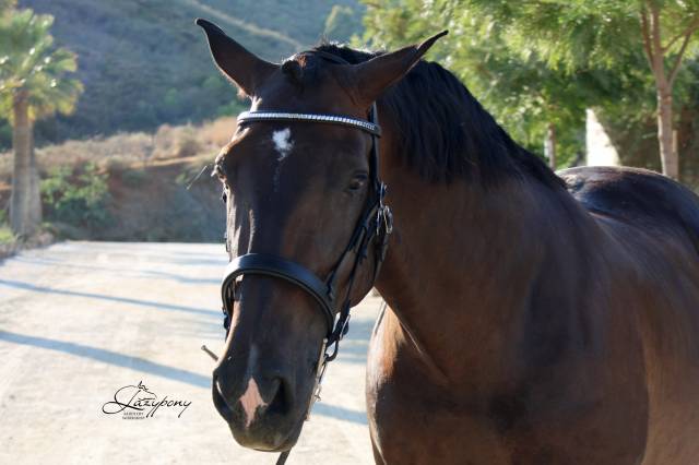 Cabezada Cl&aacute;sica de cuero Lazypony/Clincher bridle LP