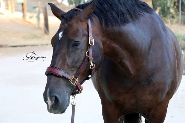 Cabezada de сuadra Classic Lazypony/ Patent halter LP