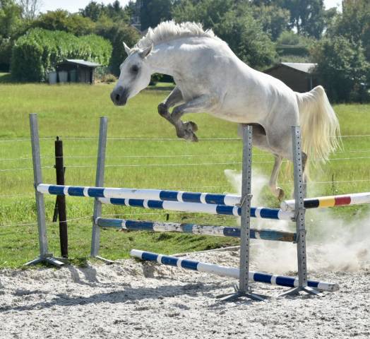 Caballo castrado Zangersheide En venta 2022 Tordo
