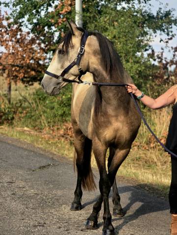 Caballo castrado Origen No Constatado En venta 2022 Isabelo