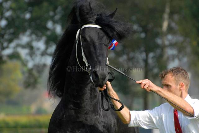 Jip Van Schafer  - Frisón 2011 por ULDRIK 457 (NLD)