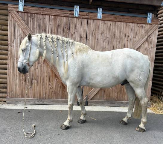 Caballo castrado Camargue En venta 2014 Tordo