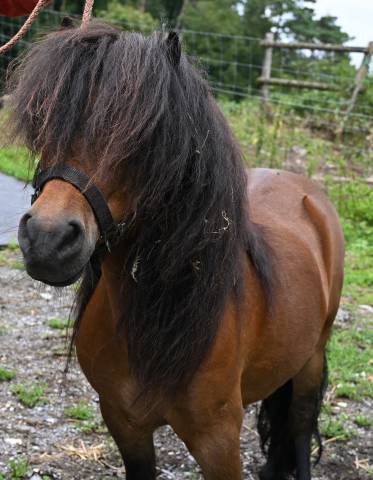Caballo castrado Shetland En venta 2016 Bayo
