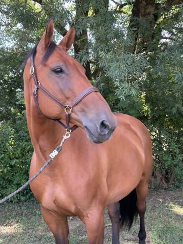 Yegua Silla Francés En venta 2014 Bayo por CANTURO