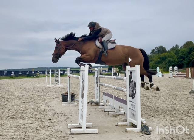 Caballo castrado sBs Caballo de Deporte Belga En venta 2016 Bayo