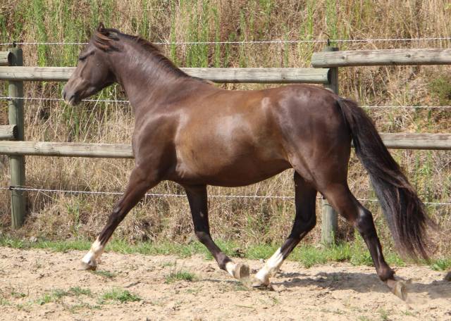 Caballo castrado Welsh Poni (Sección B) En venta 2022 Negro por HILIN PRINCE RONDO