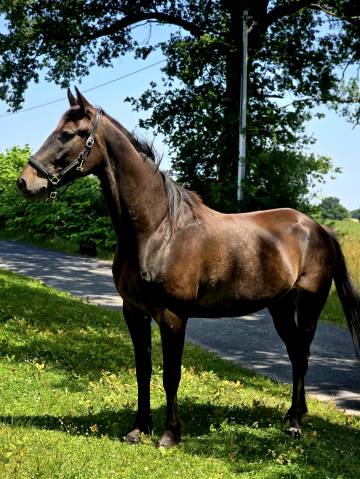 Caballo castrado Trotón Francés En venta 2020 Bayo moreno