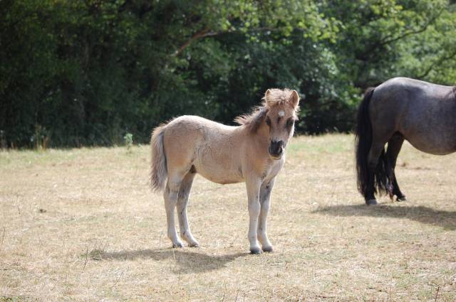 Potro Shetland En venta 2025 Grullo por Artaban des Cles