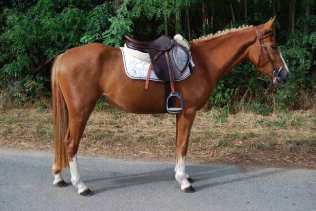 Yegua PFS Poni Françés de Silla En venta 2022 Pelo de vaca por Karacho Buiss