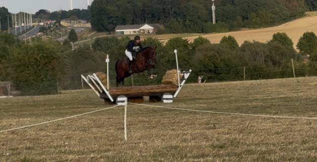 Caballo castrado BWP Caballo de Sangre Belga En venta 2020 Bayo por Quatoon de muze