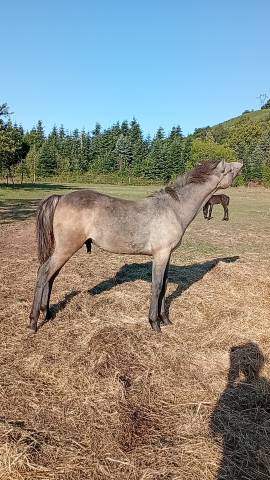 Potro Camargue En venta 2025 Blanco