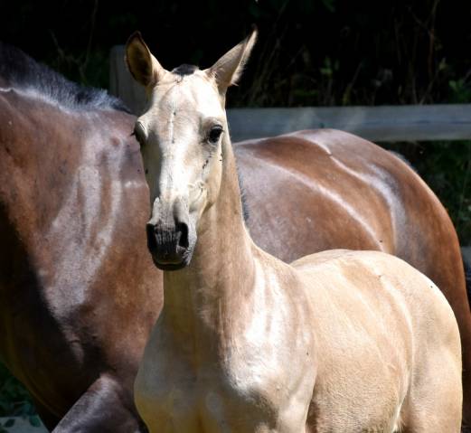 Potro PRE Pura Raza Española En venta 2025 Isabelo por Rionegro
