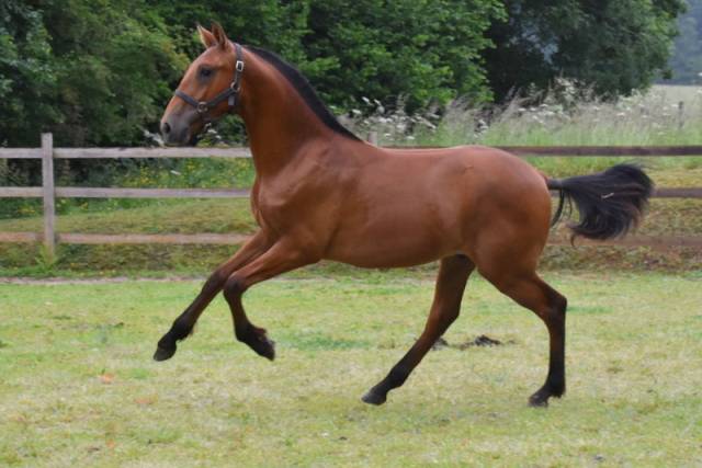Potro PRE Pura Raza Española En venta 2024 Bayo por Botero LH