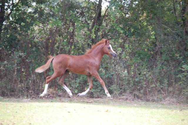 Potranca Welsh Poni (Sección A) En venta 2025 Alazán por LUCKY CHARM CHERY