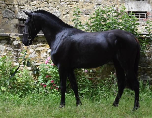 Yegua PRE Pura Raza Española En venta 2020 Negro