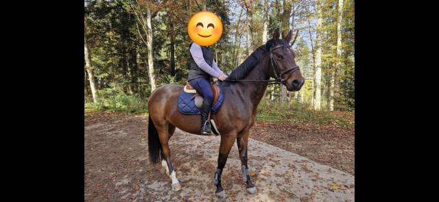 Caballo castrado Media Sangre Suizo En venta 2019 Bayo