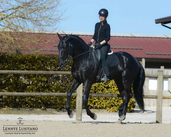 Semental Lusitano En venta 2017 Negro