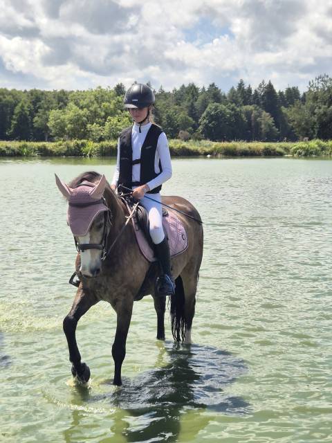 Caballo castrado Connemara En venta 2018 Isabelo