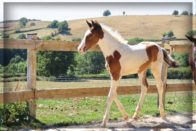 Potro Silla Francés En venta 2025 Pío por ROCCOSSIFRED