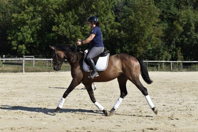 Caballo castrado Caballo de Deporte Suizo En venta 2021 Bayo por MORRICONE